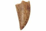 Serrated, Raptor Tooth - Real Dinosaur Tooth #189183-1